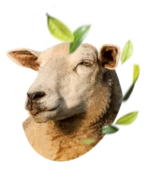 Caprinos